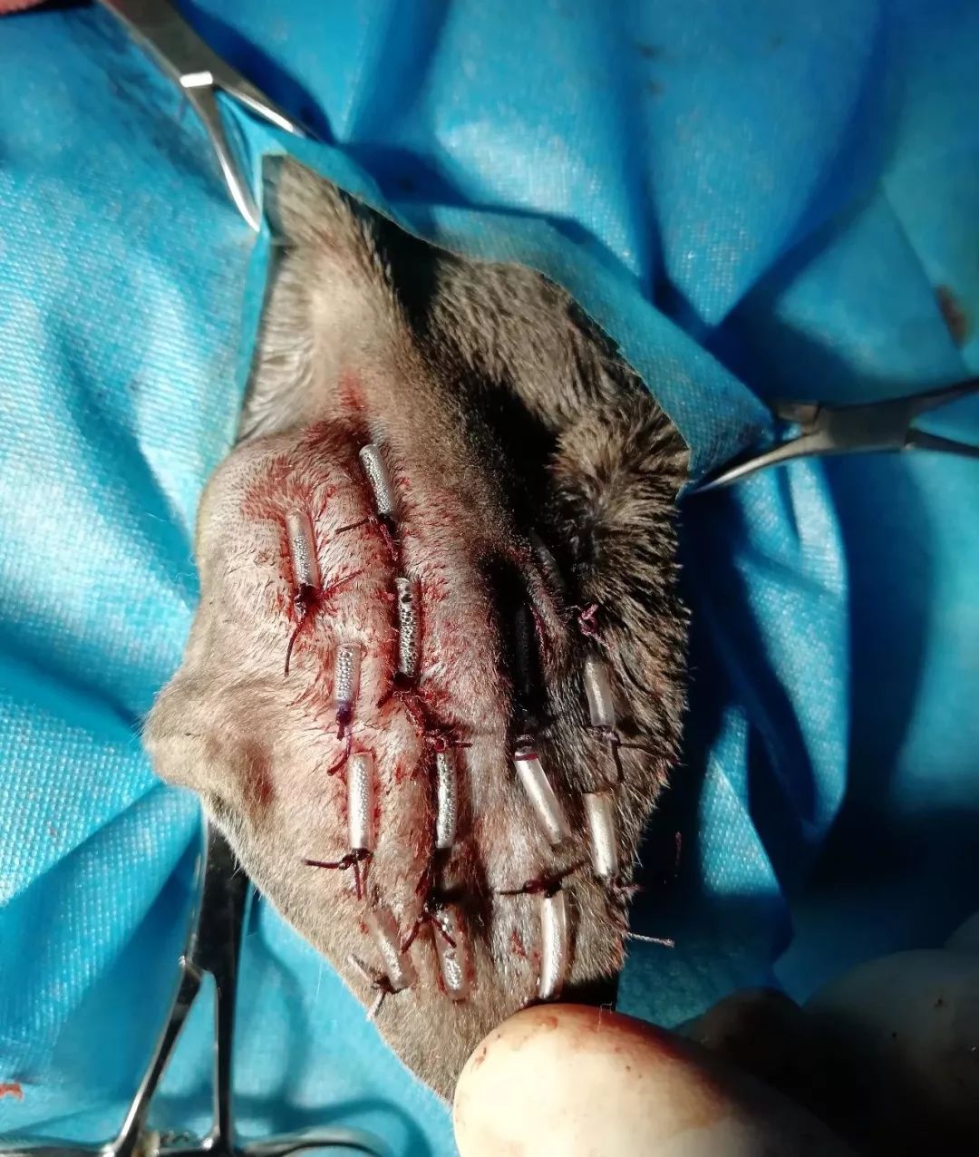 猫病特效药,猫病特效药一览表