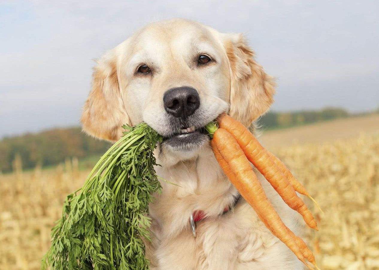 狗狗怀孕都需要吃什么补充营养,怀孕狗狗怎么补充营养