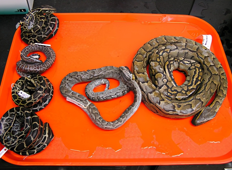 非洲最大的蛇体长可超7米，在蜜獾眼皮底下这蛇怎么长这么大个的