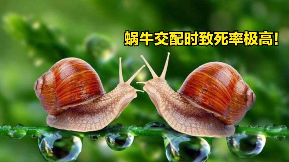 是雌雄一体的动物,雌雄一体的动物怎么繁育