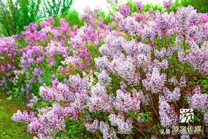 辽宁踏青赏花地点推荐,辽宁春游踏青赏杜鹃花