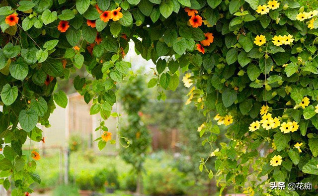 这些花,当年种当年轻松变花墙,好看还好养!