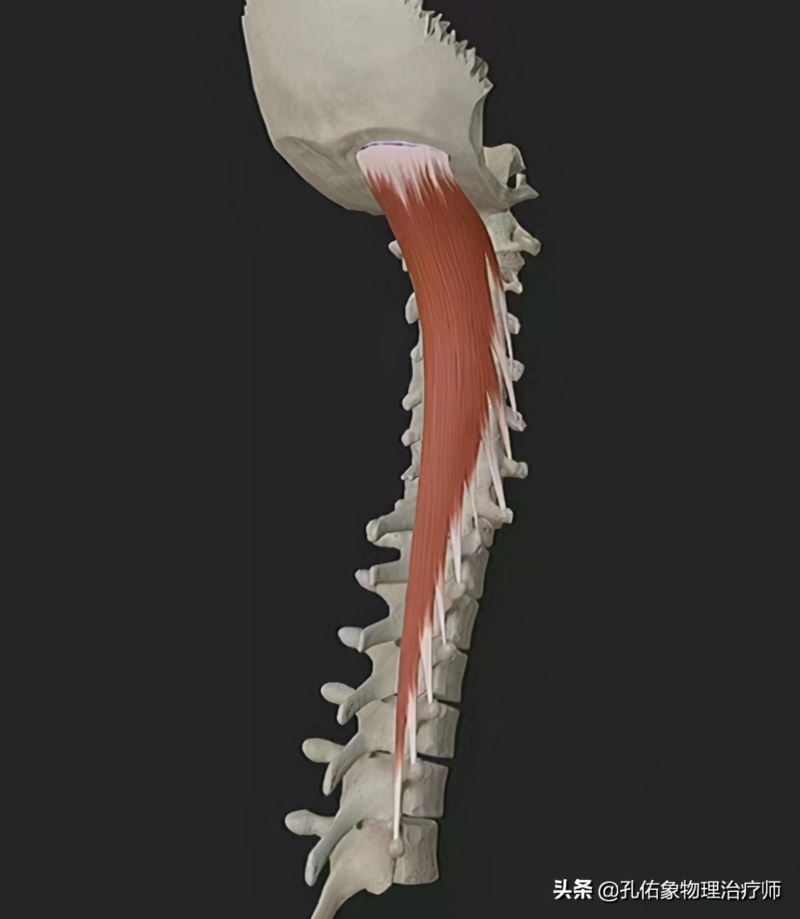 脖子按摩起来咯噔咯噔的怎么回事,转动脖子咔咔响什么原因