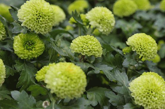 未来10天预警,深圳最最最最火的地方在这里,美女都赶来打卡