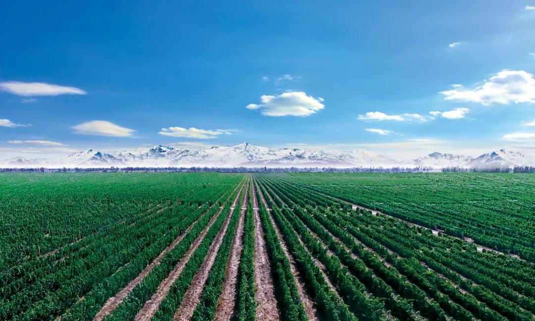 莫高葡萄酒品牌价值207.06亿元蝉联全国三甲｜莫高黑比诺品牌价值162.26亿元蝉联“全球十大葡萄酒品牌”