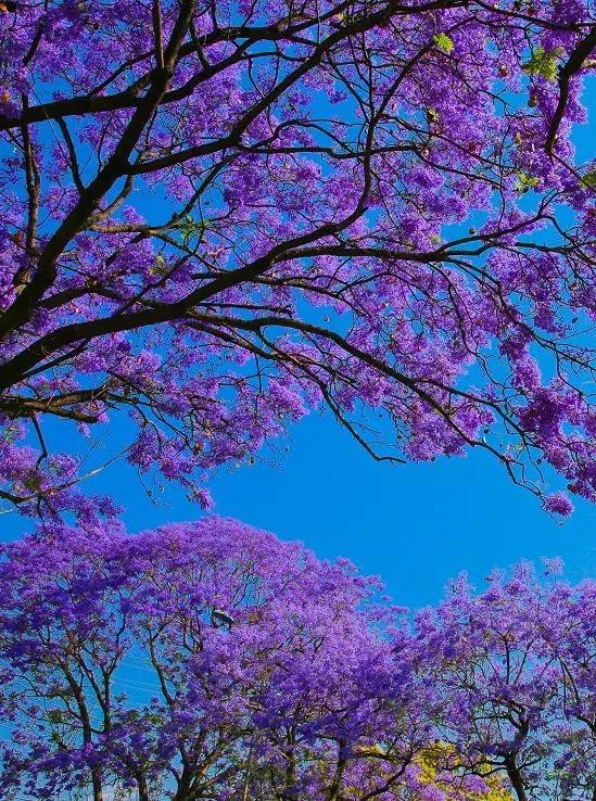 凉山州哪里可以赏花,西昌赏花攻略