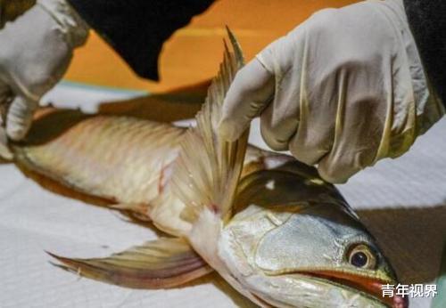 男子靠给金龙鱼美容致富，一条鱼收费上万，百万龙鱼死了照赔