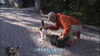 吸猫最高境界图片,吸猫最高境界完整视频