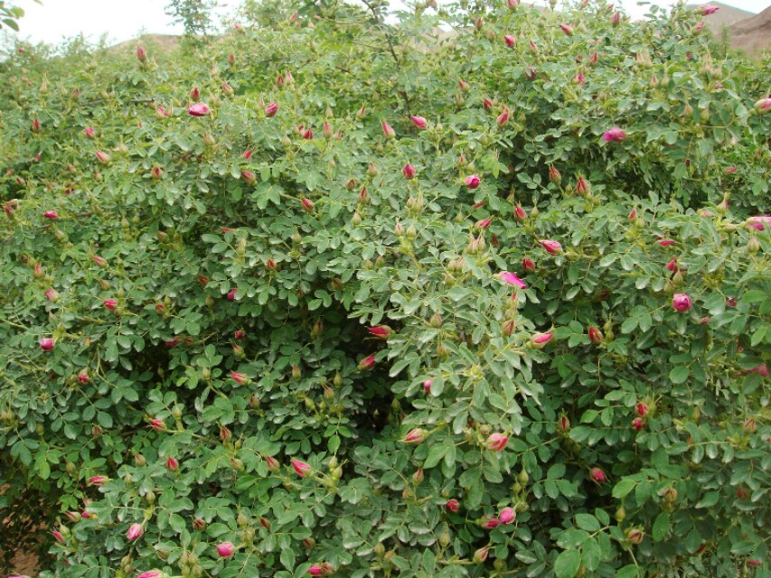 济南几大怪,济南十大怪事件