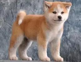 各种狗狗身价排名,各种狗的待遇对照表