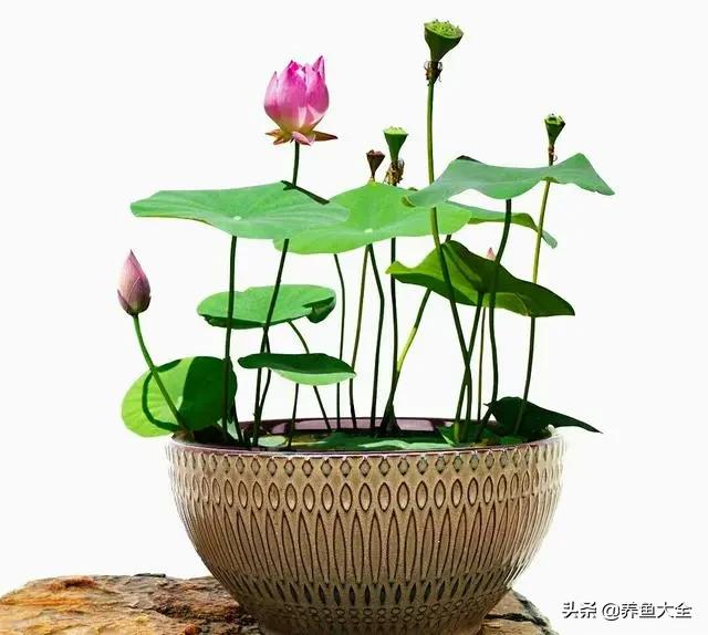 碗莲种植到开花的全过程,碗莲栽种开花过程