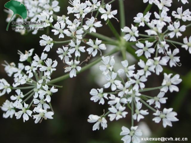 藁本神农本草经,神农本草经葛根原文