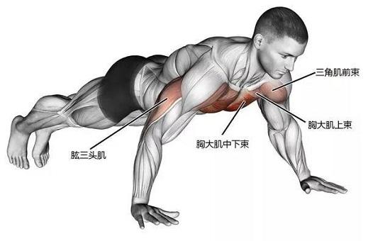 怎么才能快速学会正确的俯卧撑,不会做俯卧撑的怎么练臂力