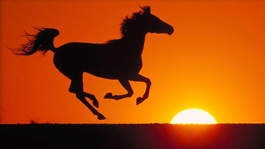 张承志黑骏马深度解析,张承志的黑骏马小说