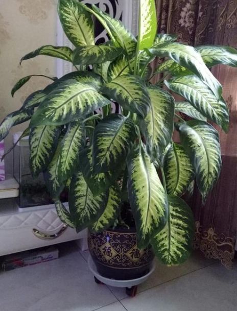 这4种花原来是解毒之王,生活中常见的六种毒花