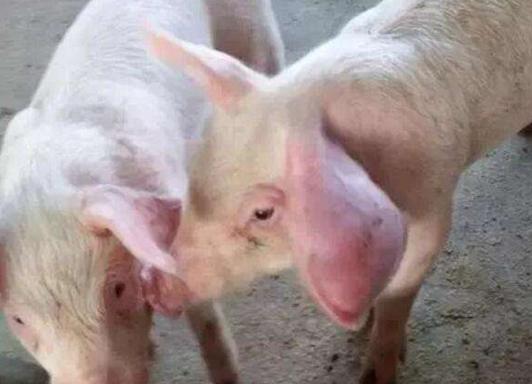 猪耳廓增厚或肿胀是什么引起的？该从哪方面防控和治疗？