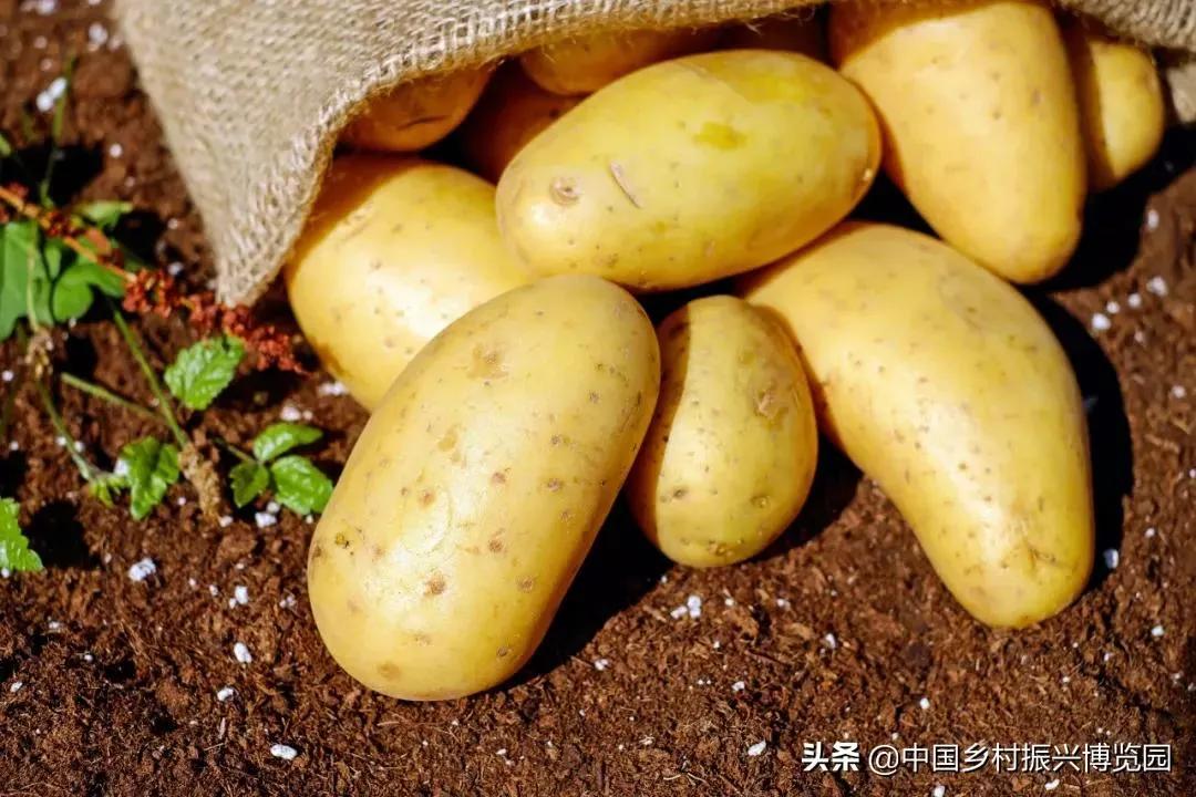 井陉人做了什么,井陉优秀人物