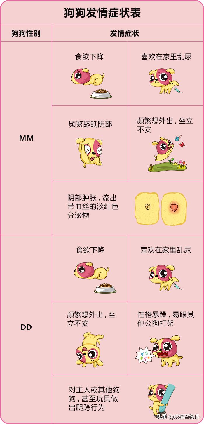 家里的狗狗发情了，该怎么照顾它？