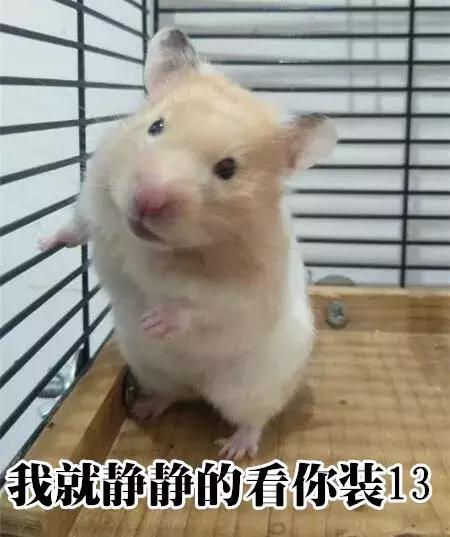 仓鼠种类大仓鼠,仓鼠的详细资料仓鼠的种类