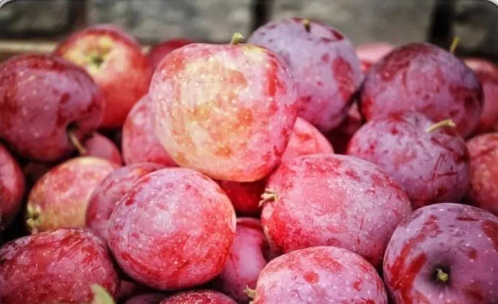 散文：汾阳的九月