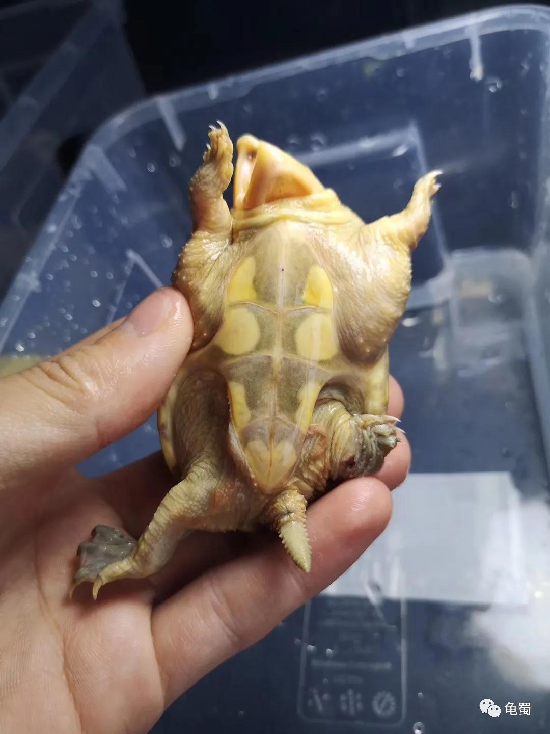 minimonster杭州,minimonster绘本