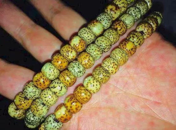 星月放久了变干了还能盘出来吗,星月放了很久变干还能玩吗