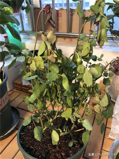 如何养月季花的技巧和施肥时间,月季怎么养开大花好看视频