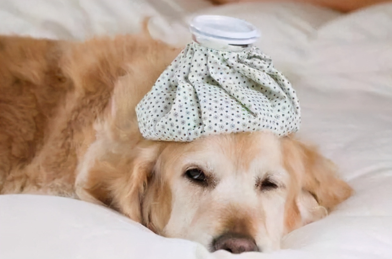 金毛突然干呕,金毛吃东西呕吐大概是什么病