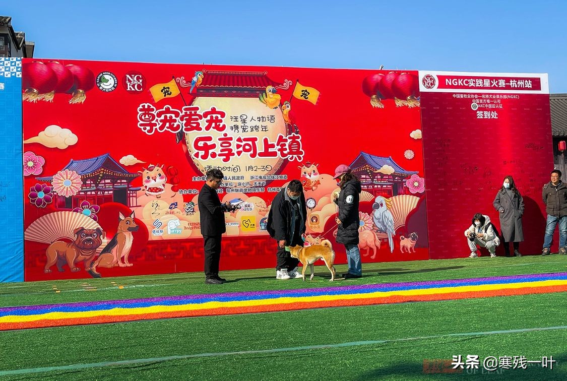 千年古镇的狗选美大赛,千年古镇一场狗狗大赛