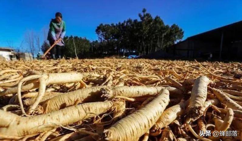 昆虫在哪买卖,农村常见的昆虫哪些可以养