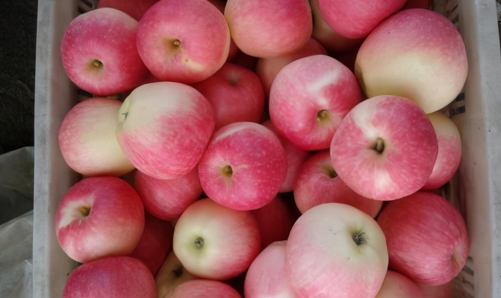 苹果正红景正美!在最甜的时候看最美的运城!