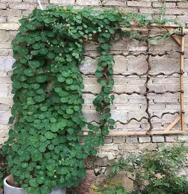 养花土壤结块怎么办,养花怎样避免土壤结块