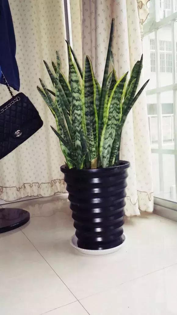 适合卧室养的助眠花,冬季助眠好养的花