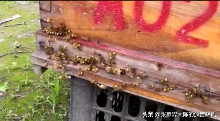 意蜂盗中蜂为什么中蜂不抵抗,中蜂养殖经常死蜂怎么办