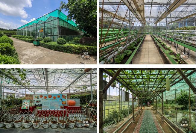 世界花卉大观园遛娃好去处,大观园遛娃攻略