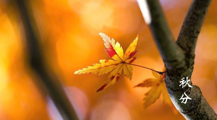 二十四节气秋分,二十四节气秋分养生先养肺