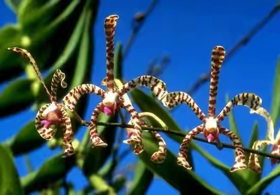 春暖花开的季节感谢大自然的馈赠,好香的蜂蜜感谢大自然的馈赠