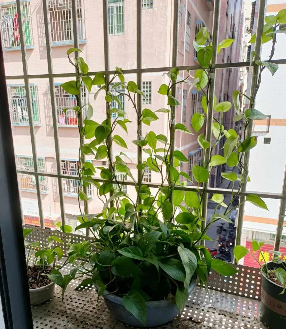 绿萝过冬方法图解大全,绿萝北方过冬妙招