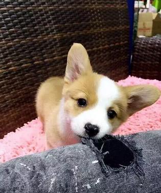 十大最值得养的宠物狗排名,最受欢迎的宠物狗排行