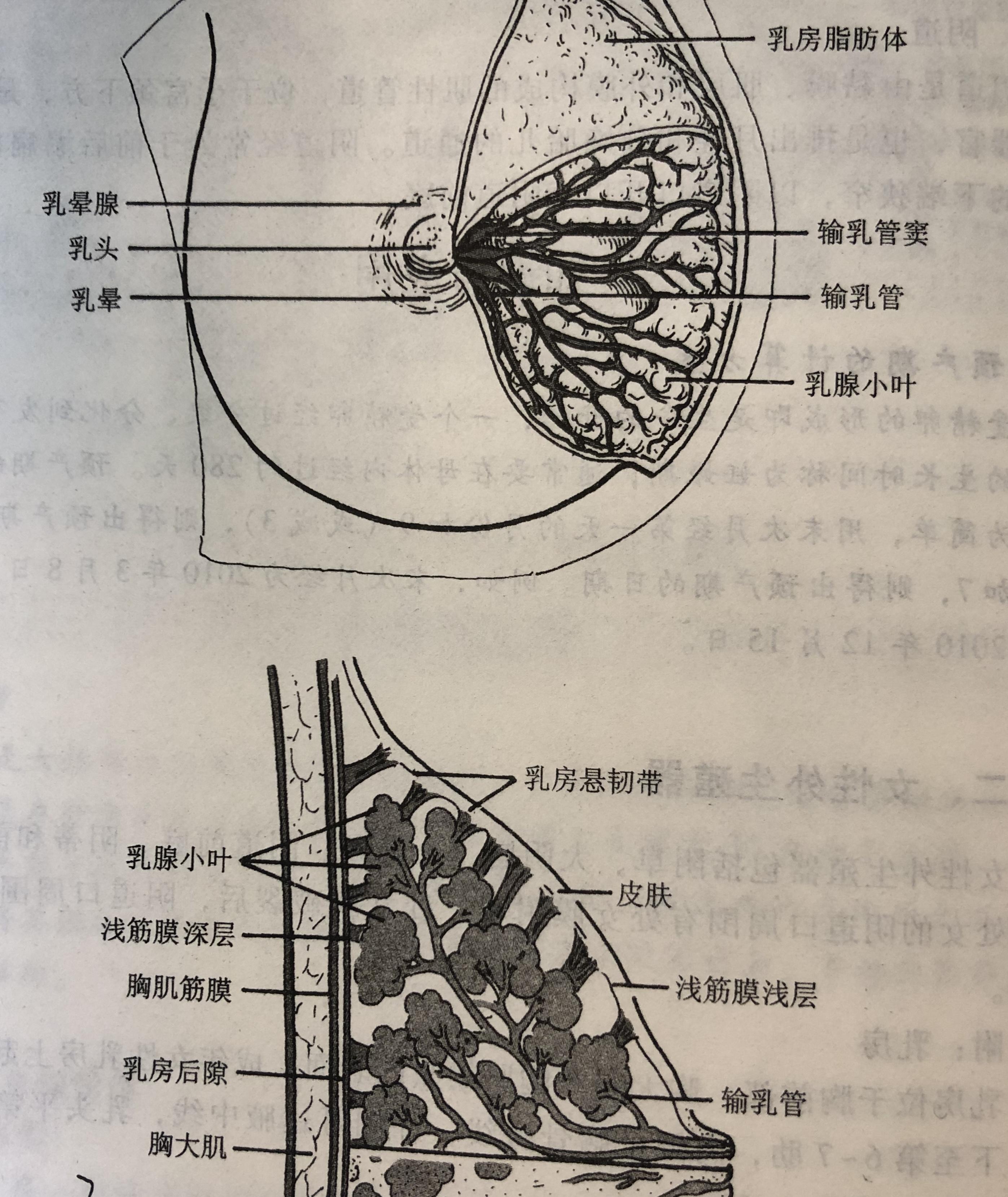 乳房下垂是什么原因导致的,什么样的办法避免乳房下垂