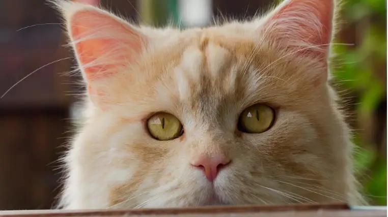 外国人把中国田园猫当成宝,中华田园猫在外国人眼里是什么