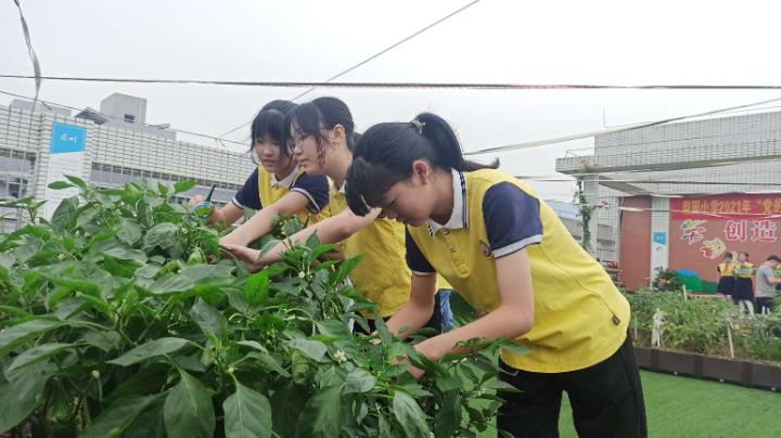 小学农耕节活动,梨树县首届农民丰收节