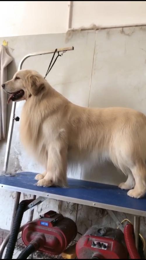 国内顶级金毛犬舍排名,金毛冠军犬舍