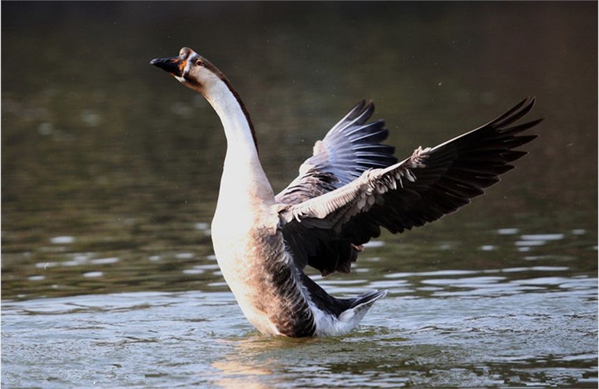 肉食鹅哪个品种好养,好养又耐活的鹅