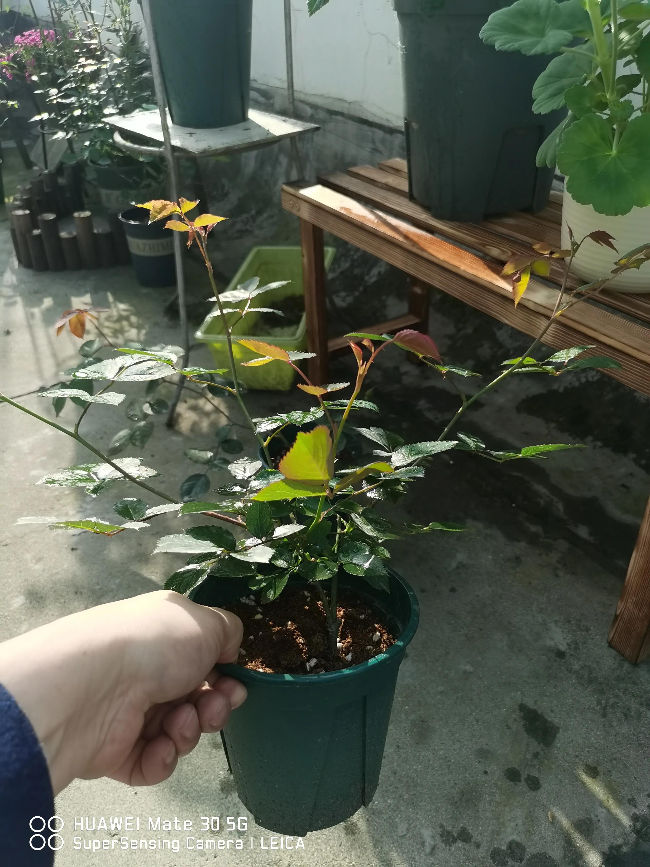 在闲鱼上买花草靠谱吗,闲鱼上买花靠谱