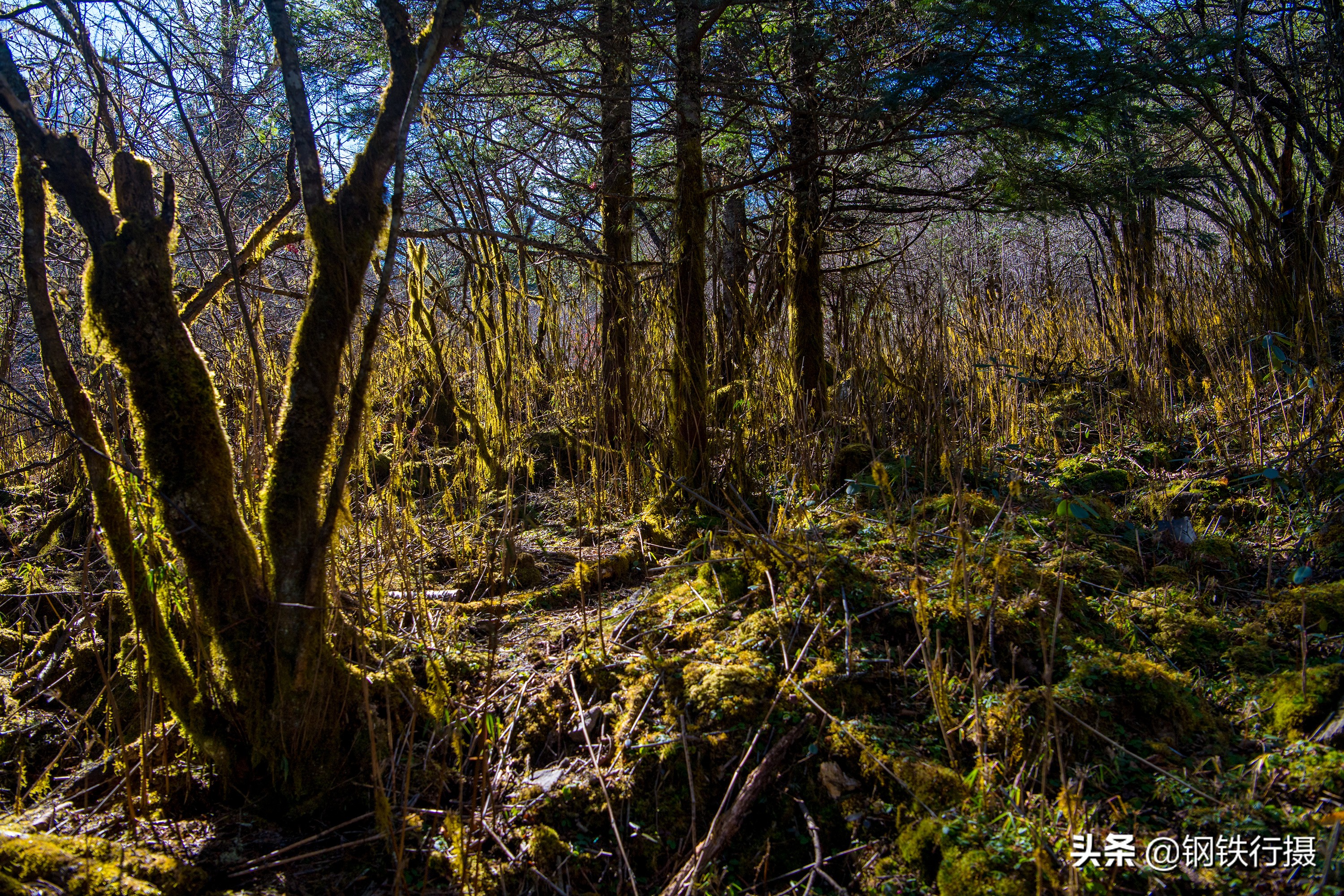 木格措秋景视频,木格措景区秋天风景