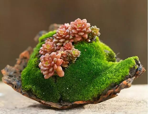 枯木也能逢春，仅需要一点点苔藓，将其制作成为独特的苔藓盆景！