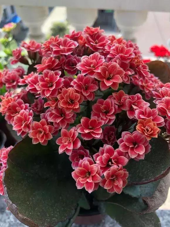 扦插的天竺葵黑腐了是什么原因,长寿花黑腐土壤怎么处理