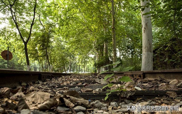 济南一颗梧桐树,济南的法国梧桐