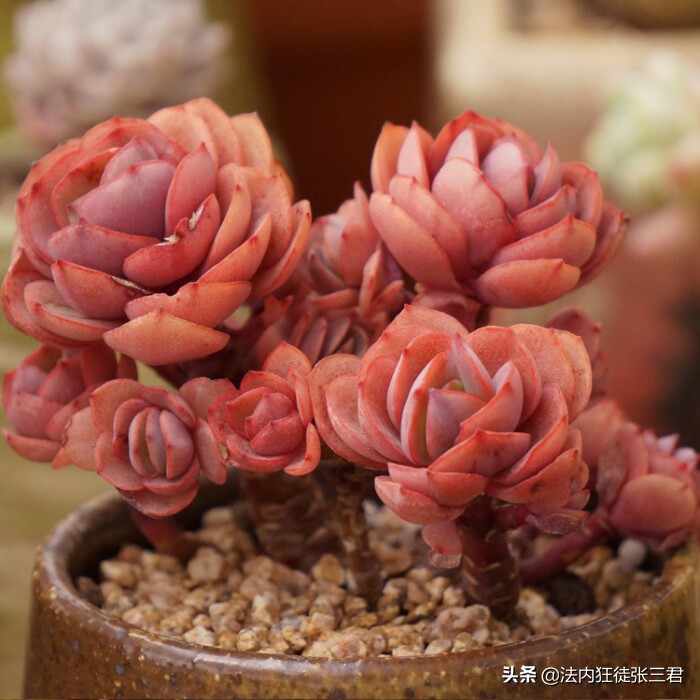 最新150多种多肉植物养护对照表,超全超经典100种多肉植物养护宝典